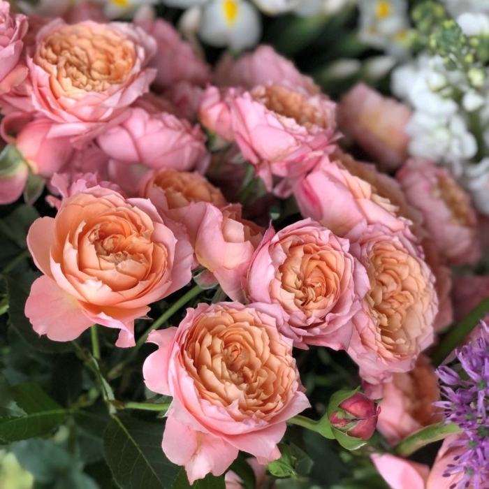 Роза джульетта остина