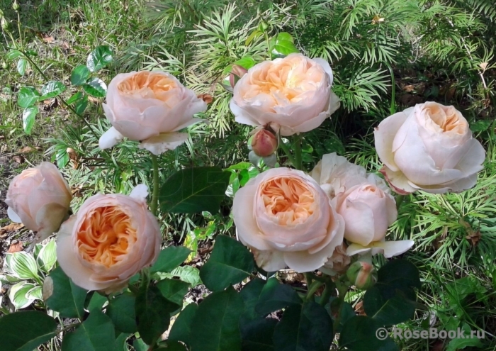 Роза дэвид остин джульет