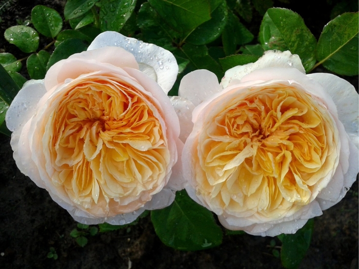 Дэвид остин роза