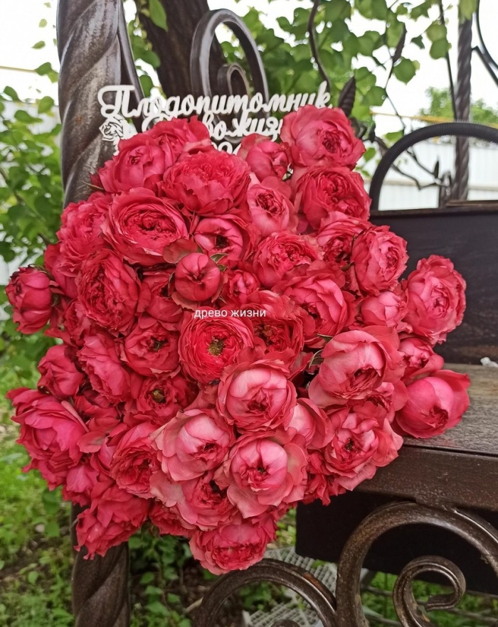 Роза джульетта расбери