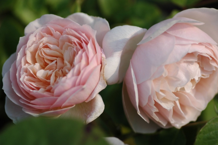 Роза куин оф свиден