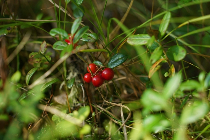 Брусника лесная обыкновенная