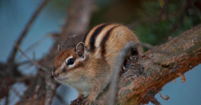 Бурундук сибирский