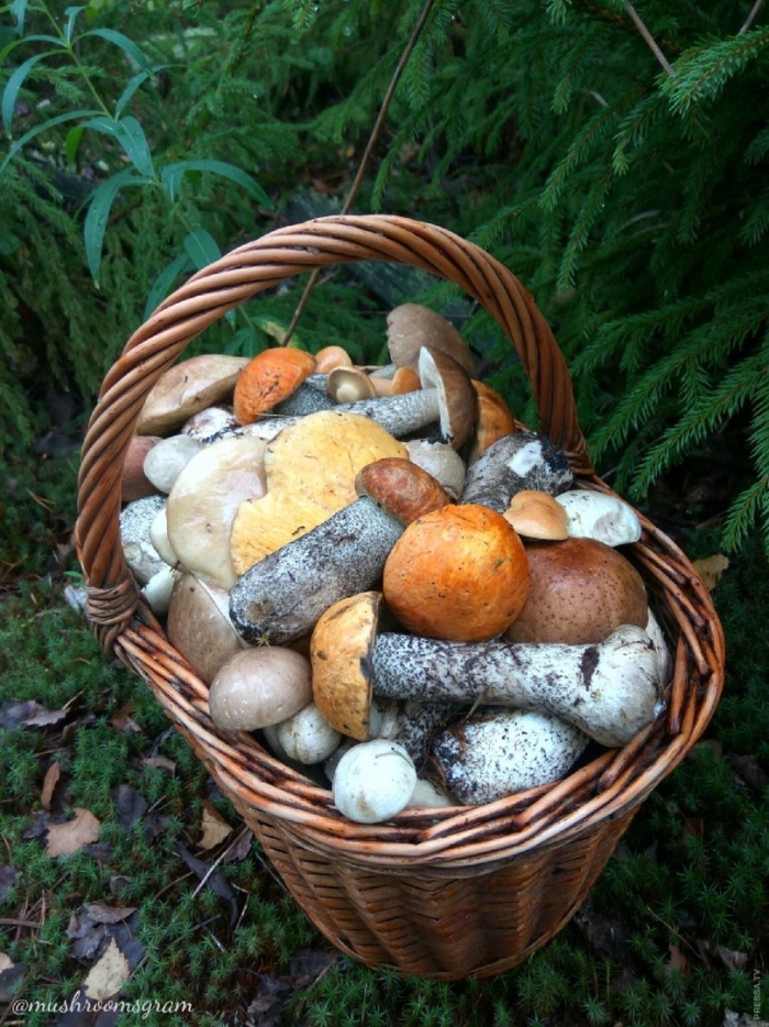 Грибной сезон