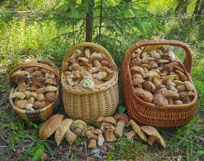 Грибы в курской области 2021г