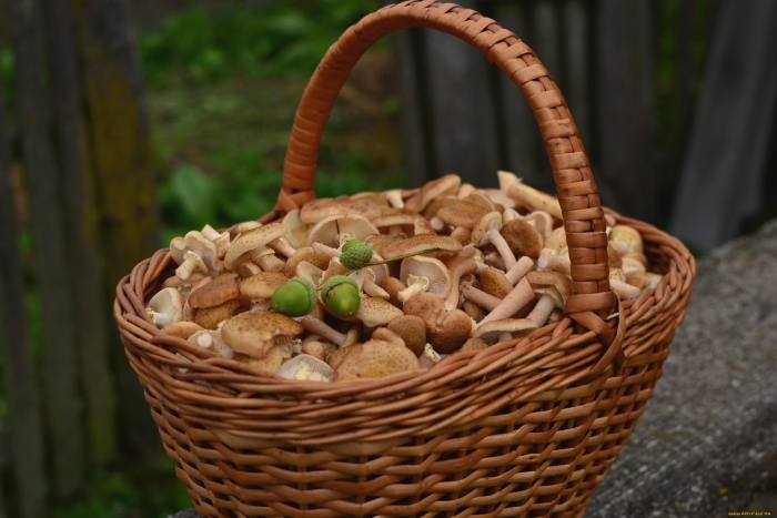 Гриб опенок