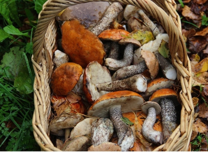 Гриб подосиновик