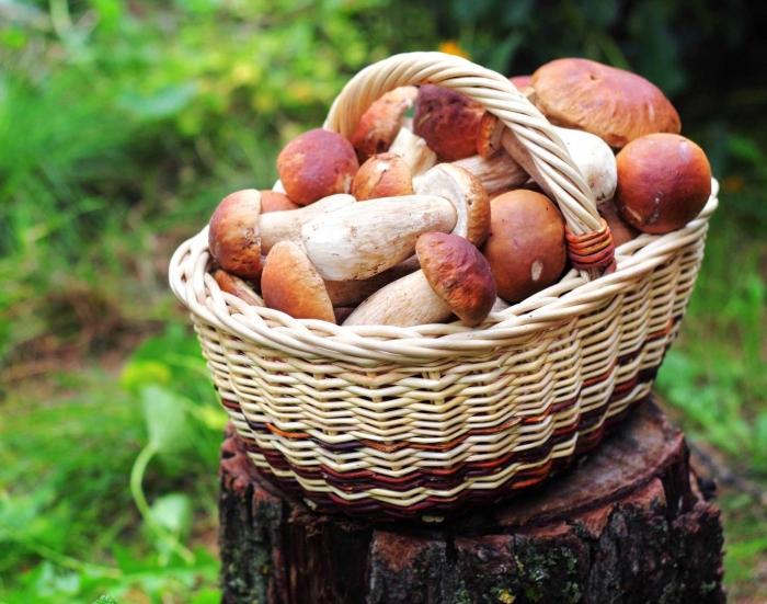 Грибы в корзине