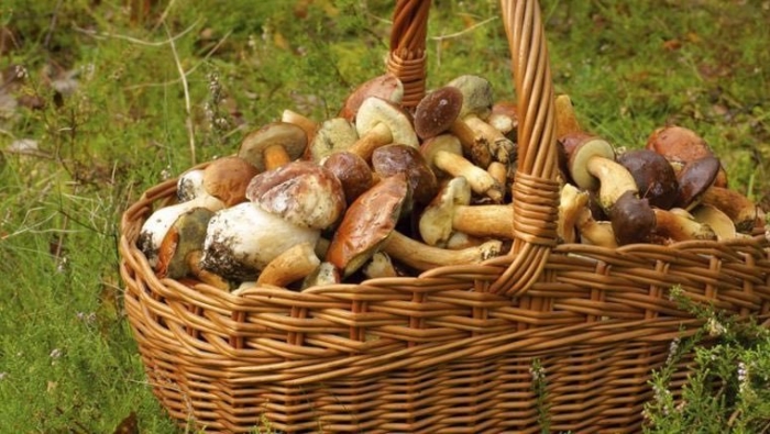 Корзинка с грибами
