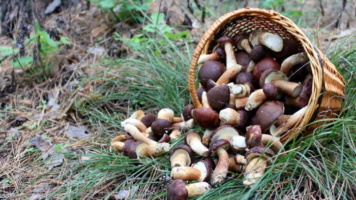 Корзина с рассыпанными грибами