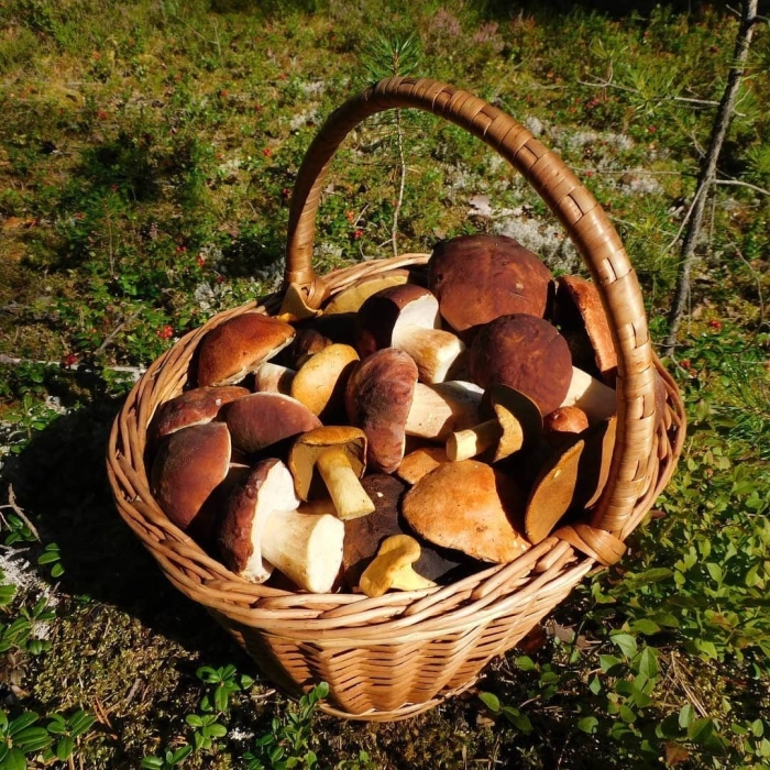 Тит листопадник (тит грибник)