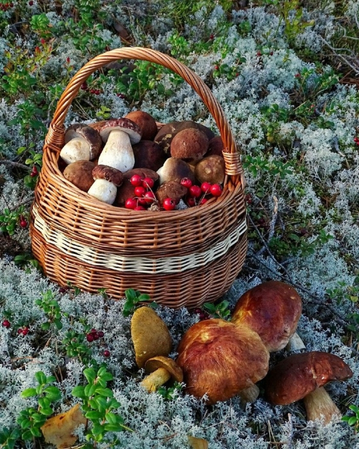 Лукошко белых грибов