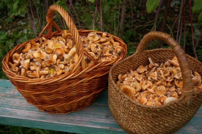 Рыжики опята свердловской области