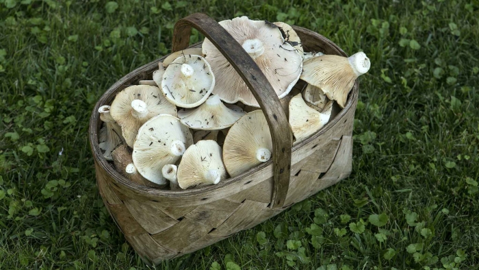 Съедобные грибы югры