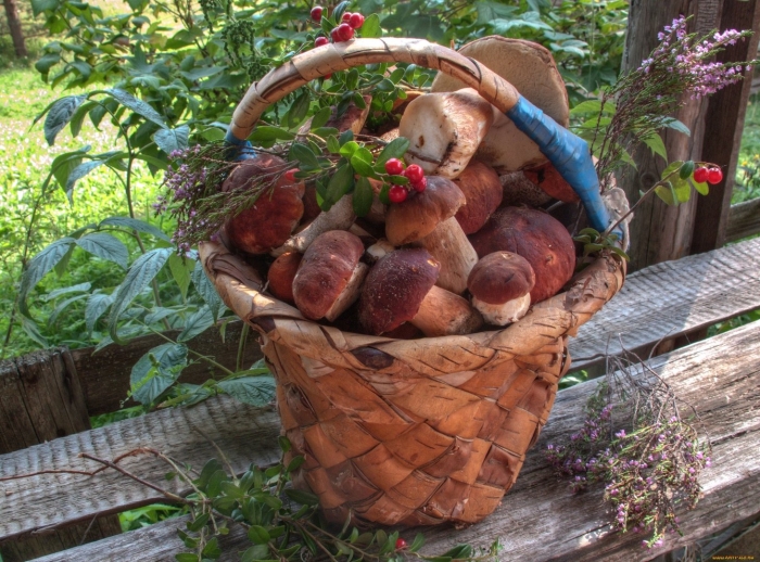 Грибники дары леса