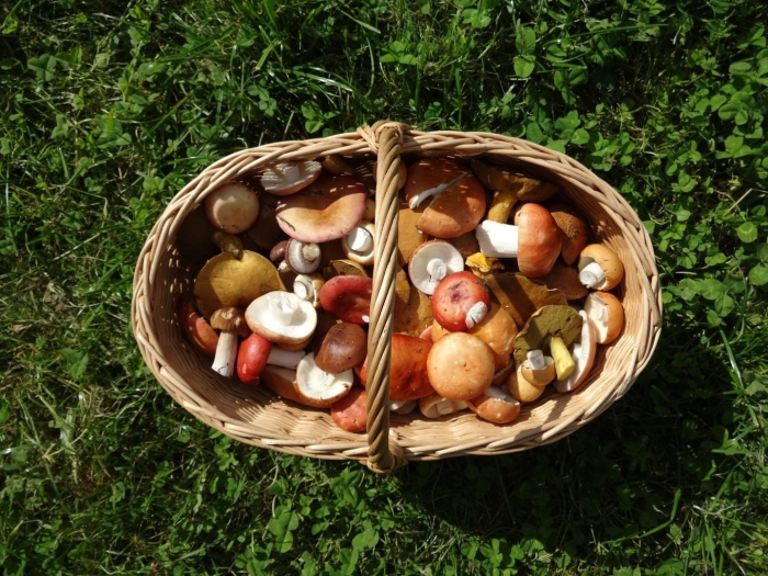 Корзина с грибами