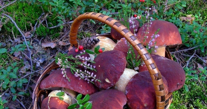 Грибы ягоды