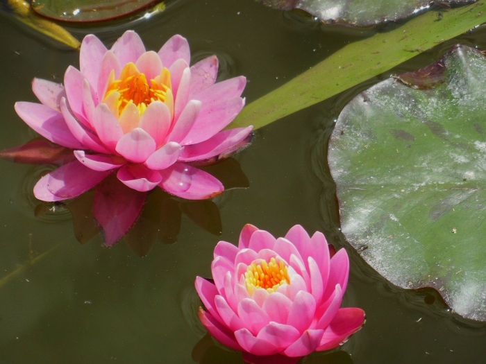 Водяная лилия nymphaea