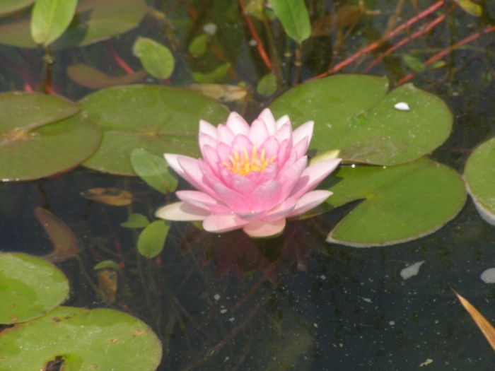 Кувшинка белая