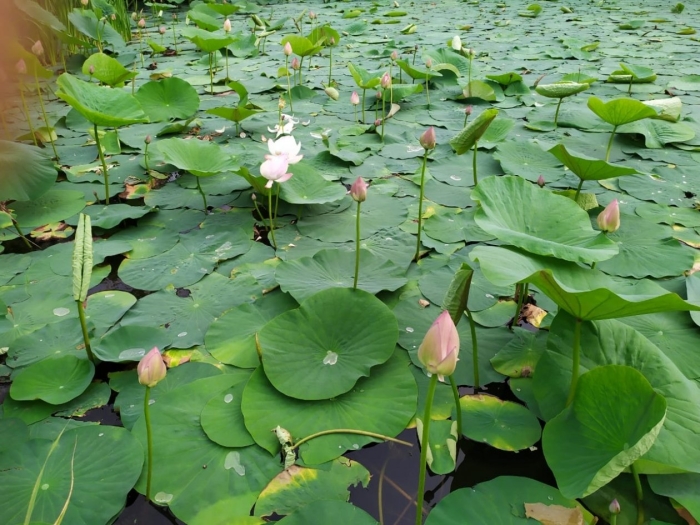 Липовка амурская область озеро лотосов