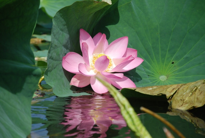 Озеро ханка лотосы