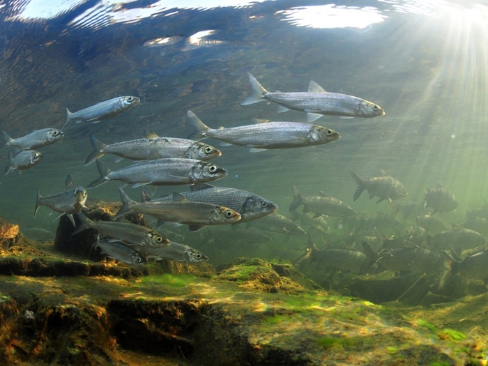 Байкальская рыба омуль