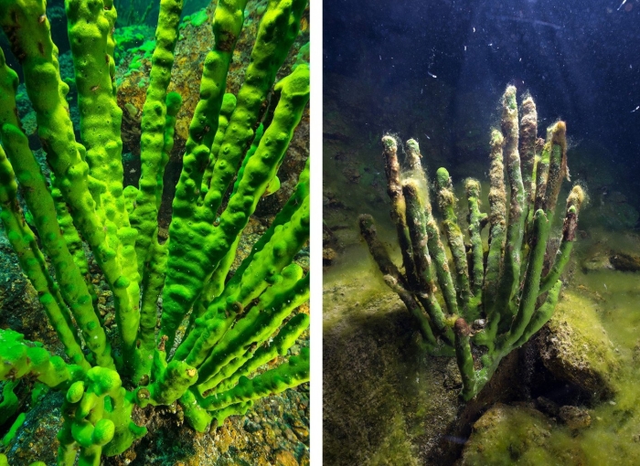 Синезеленые водоросли байкала