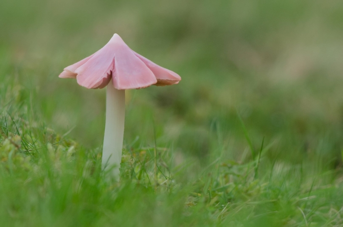 Розовые грибы