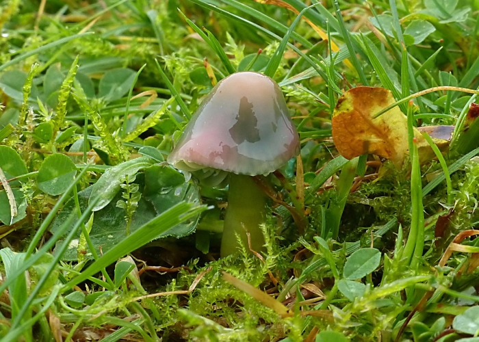 Гриб строфария сине зеленая