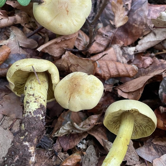 Зеленушка гриб съедобный