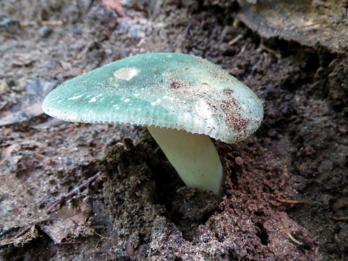 Russula virescens