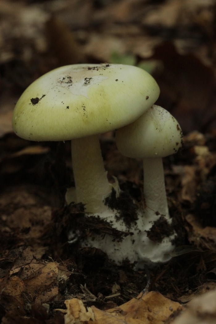 Бледная поганка