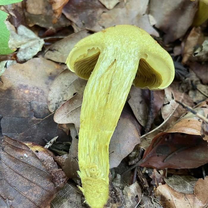 Рядовка серно-желтая (tricholoma sulphureum)