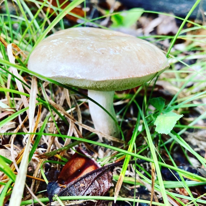 Подберезовик белый болотный