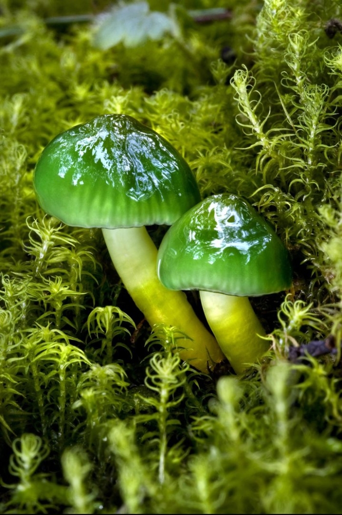 Green mushroom