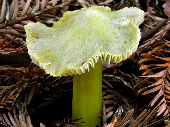 Hygrocybe virescens