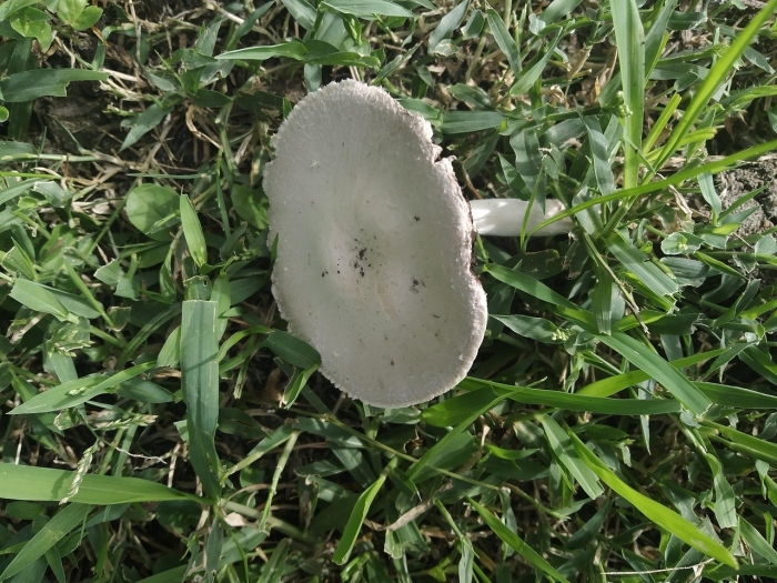 Гриб зонтик белый macrolepiota excoriata