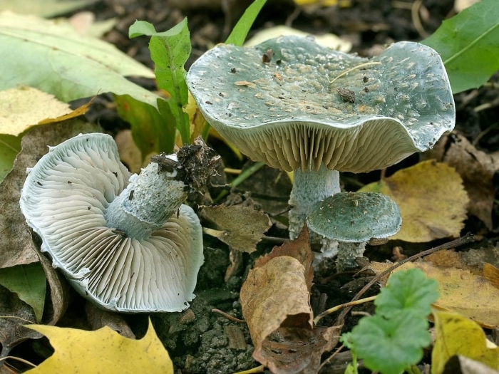 Строфария коричневоспоровая (stropharia caerulea)