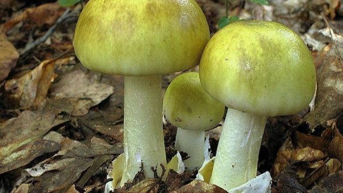 Ядовитые грибы бледная поганка