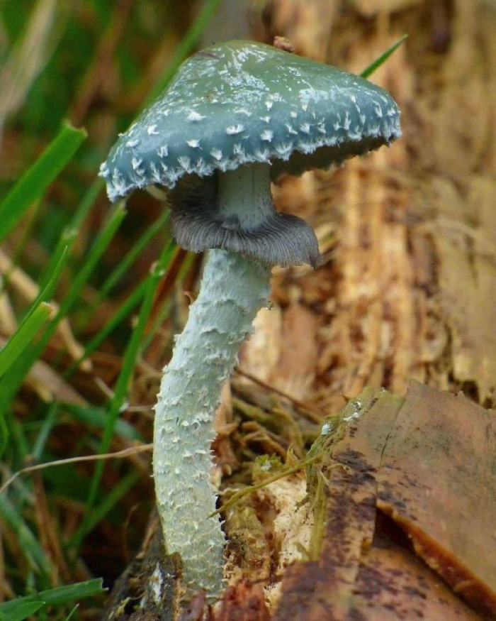 Строфария сине-зелёная stropharia aeruginosa