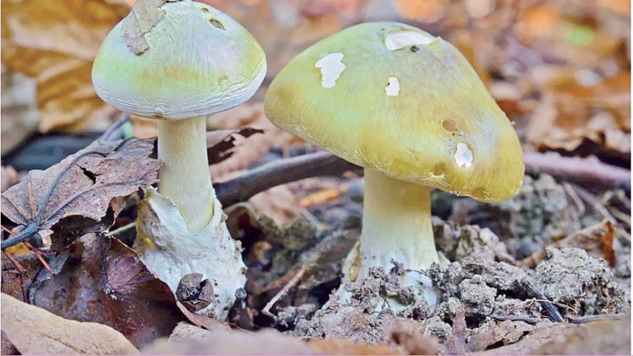 Бледная поганка