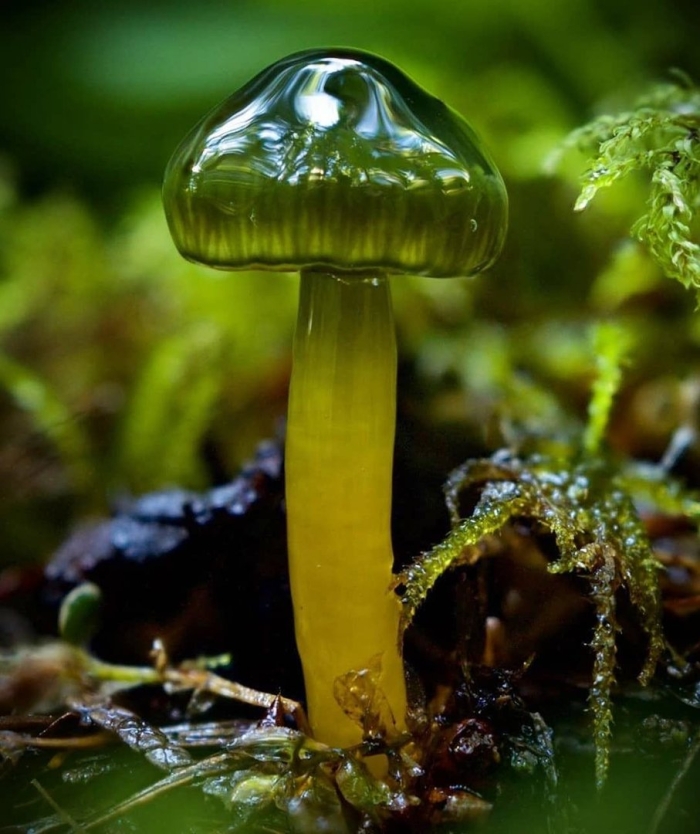 Гигроцибе пёстрая гриб