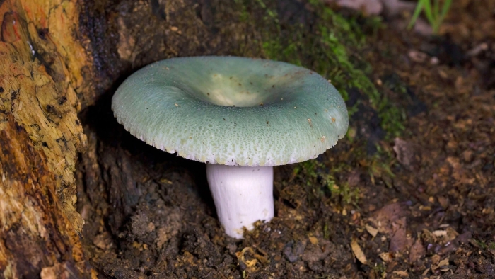 Сыроежка зеленая