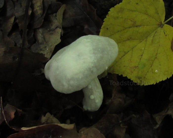 Xerocomellus chrysenteron