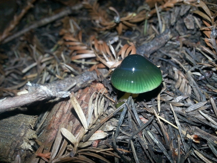 Hygrocybe psittacina