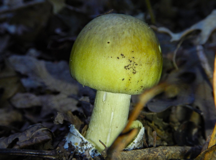 Amanita phalloides гриб