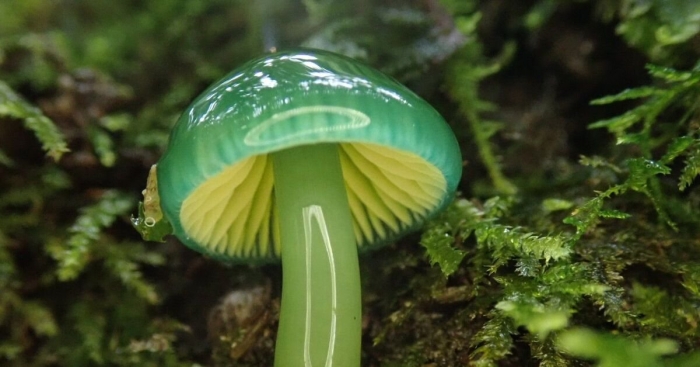 Гигроцибе пёстрая гриб