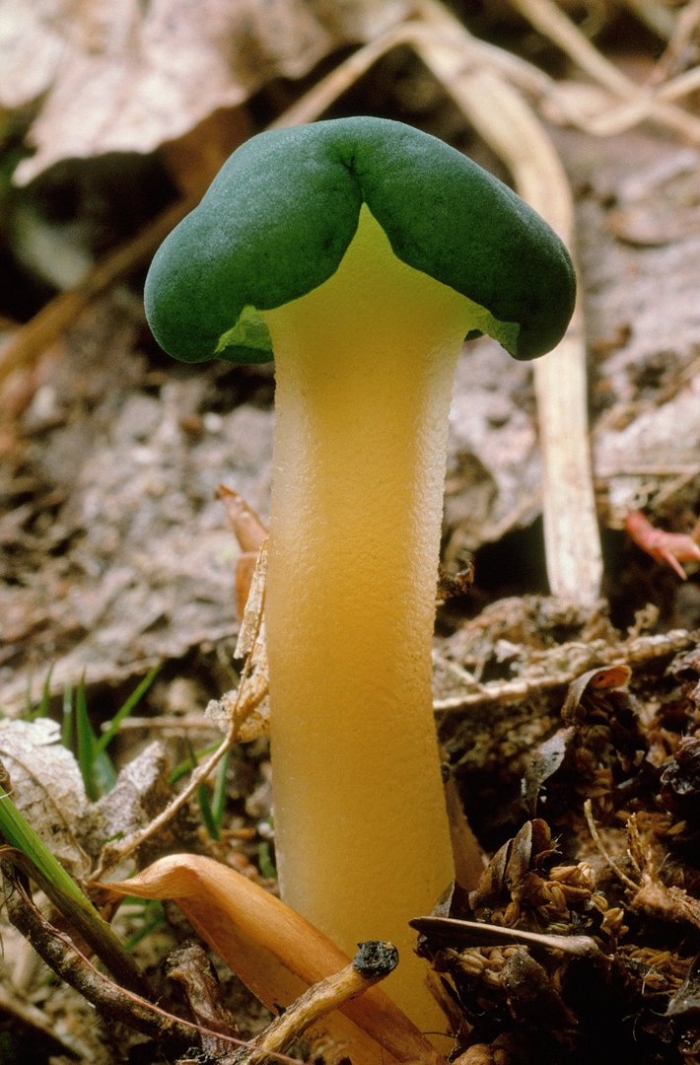 Гриб рогатик пестиковый