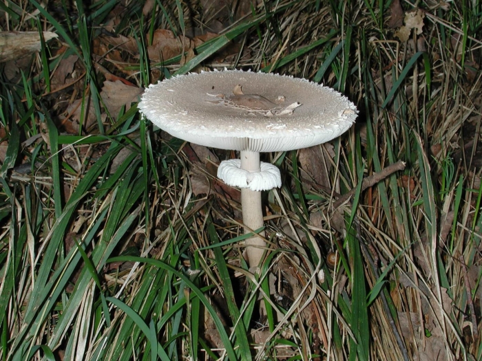 Гриб зонтик пёстрый macrolepiota procera