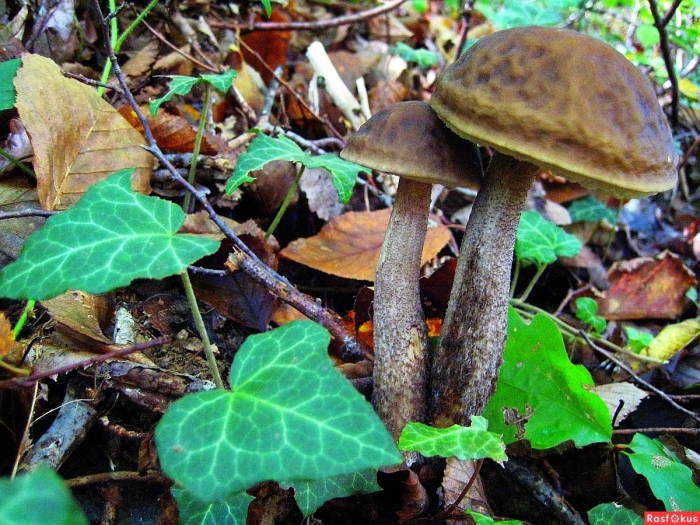 Обабок дальневосточный гриб